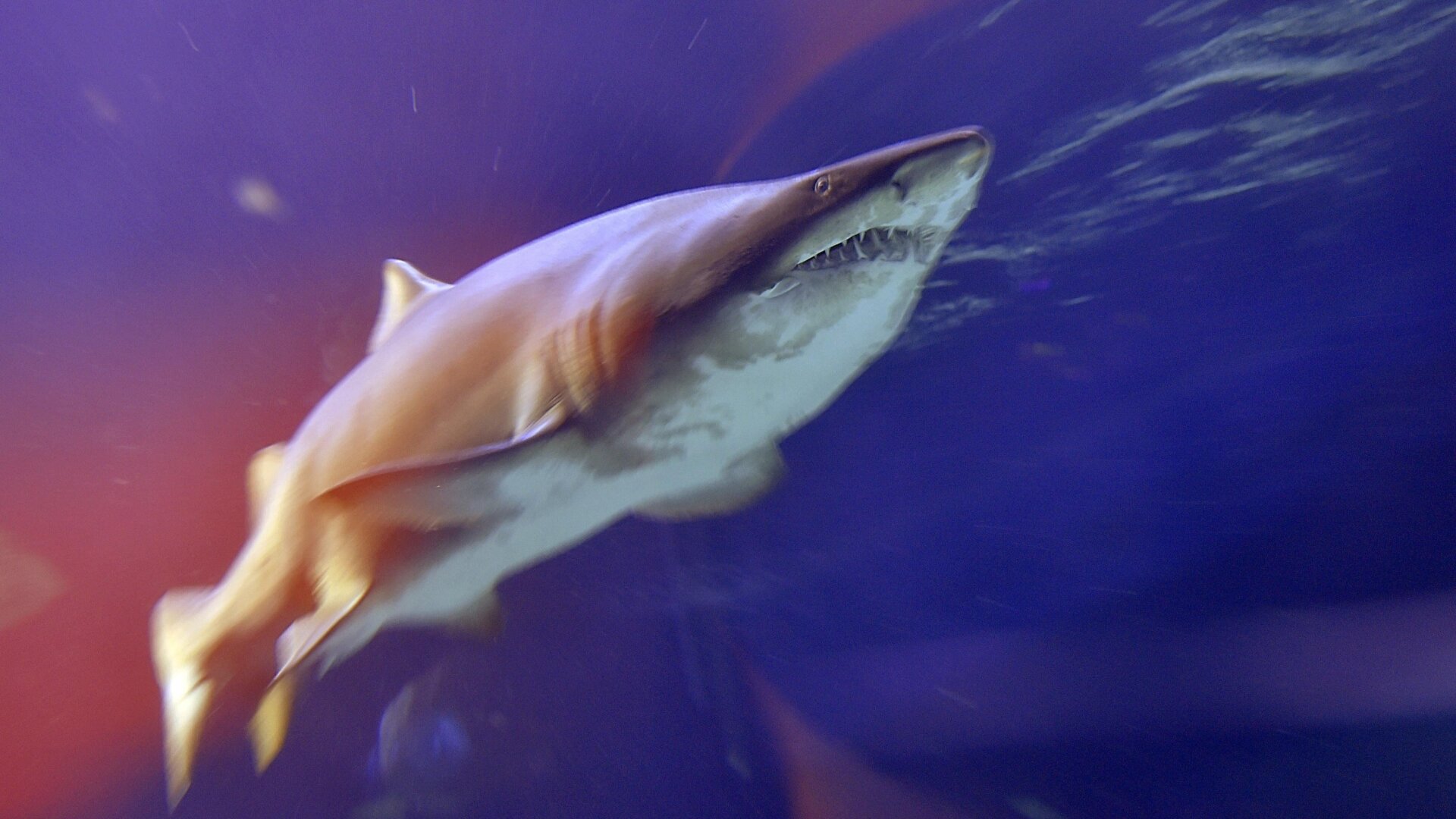 Photo: LOIC VENANCE/AFP