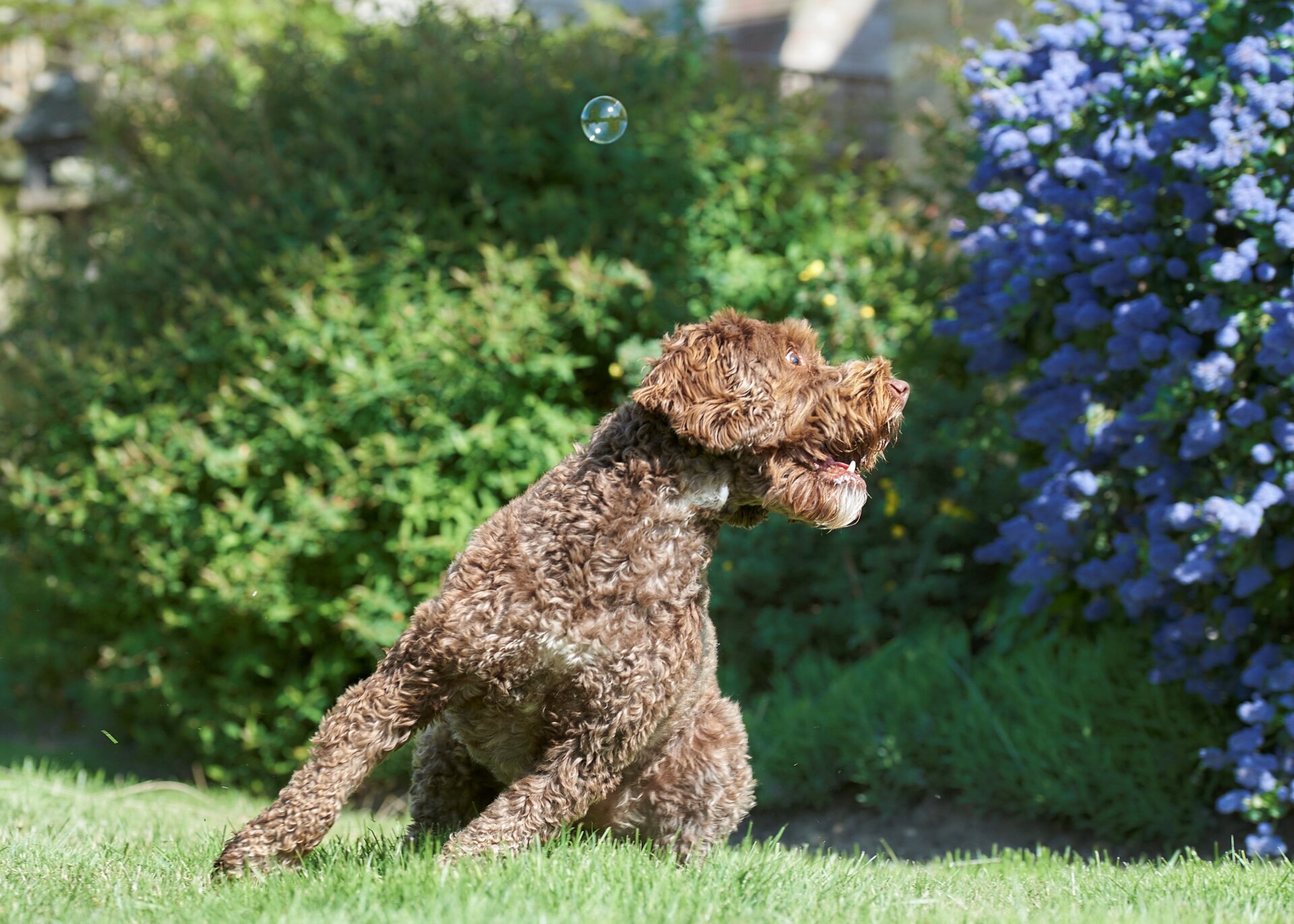 Photo: ©Philippa Huber/Comedy Pets