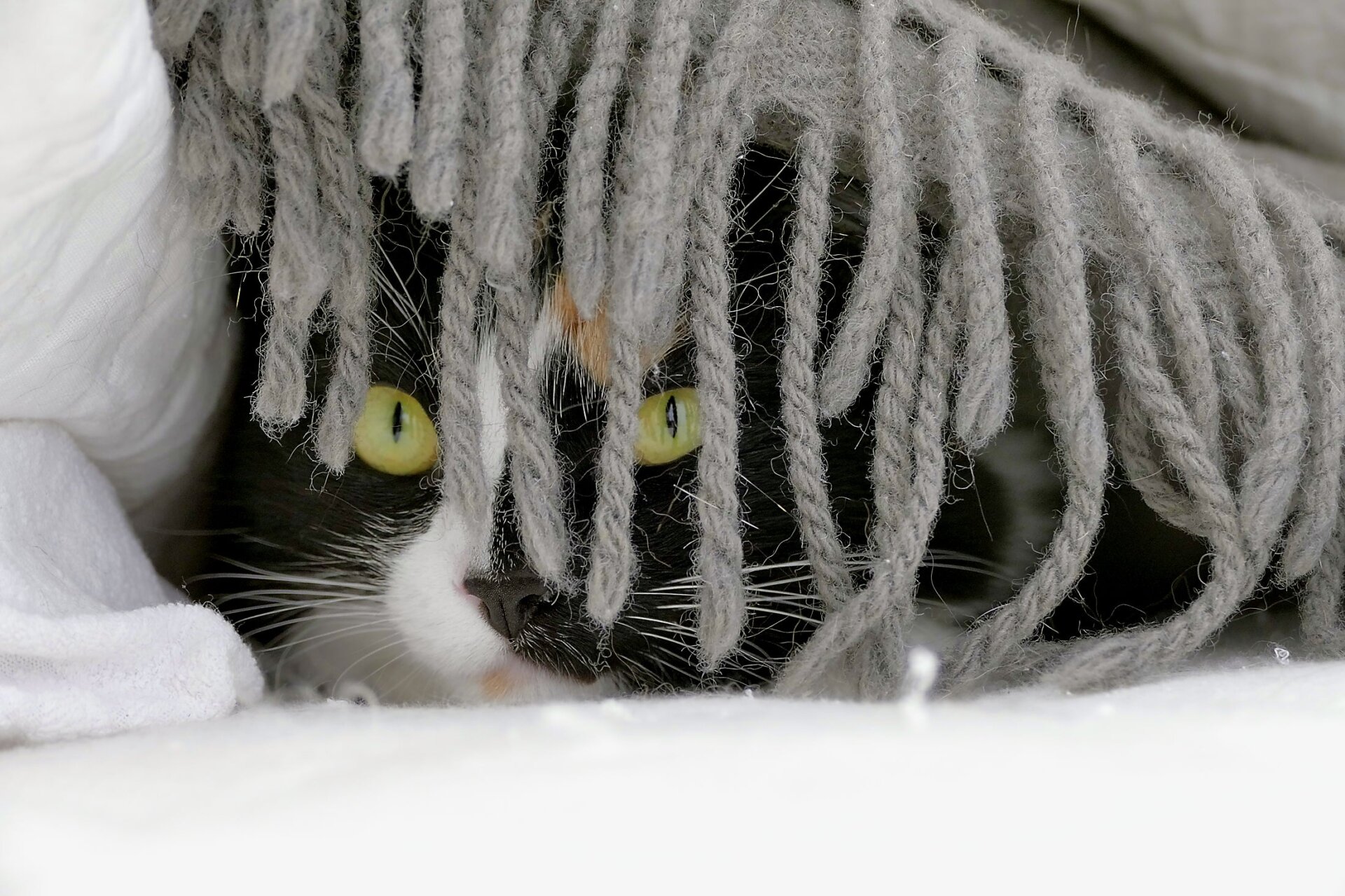 Photo: ©Vittorio Ricci/Comedy Pets