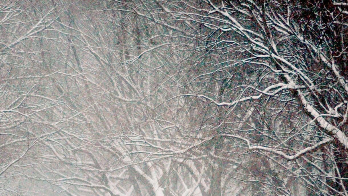 Trees in New York, New York