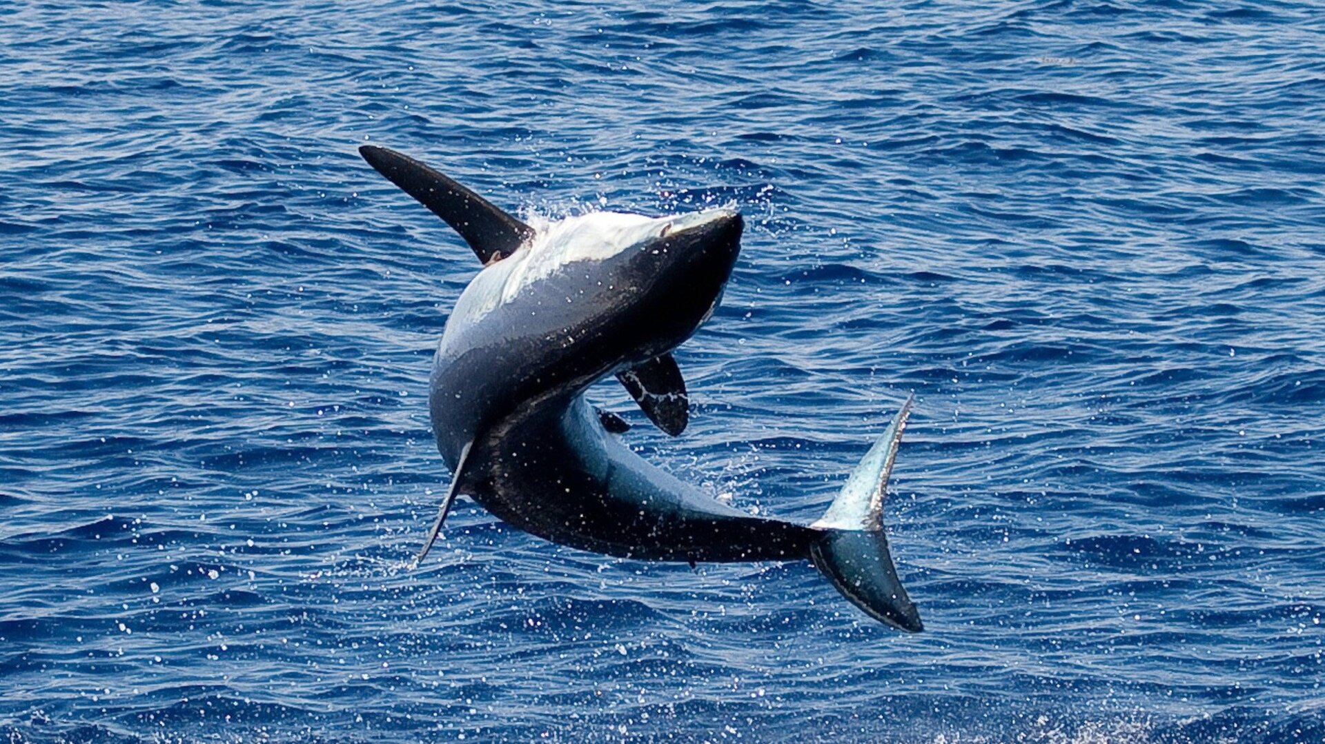 Photo: Ronald C. Modra