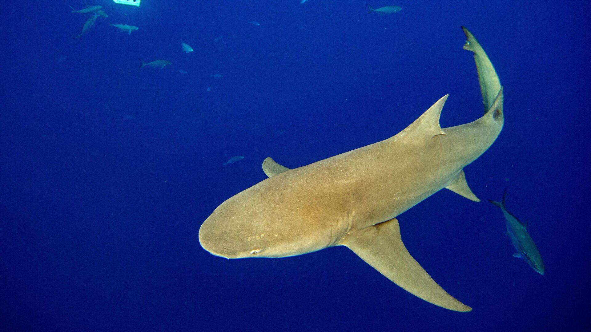 Photo: JOSEPH PREZIOSO/AFP