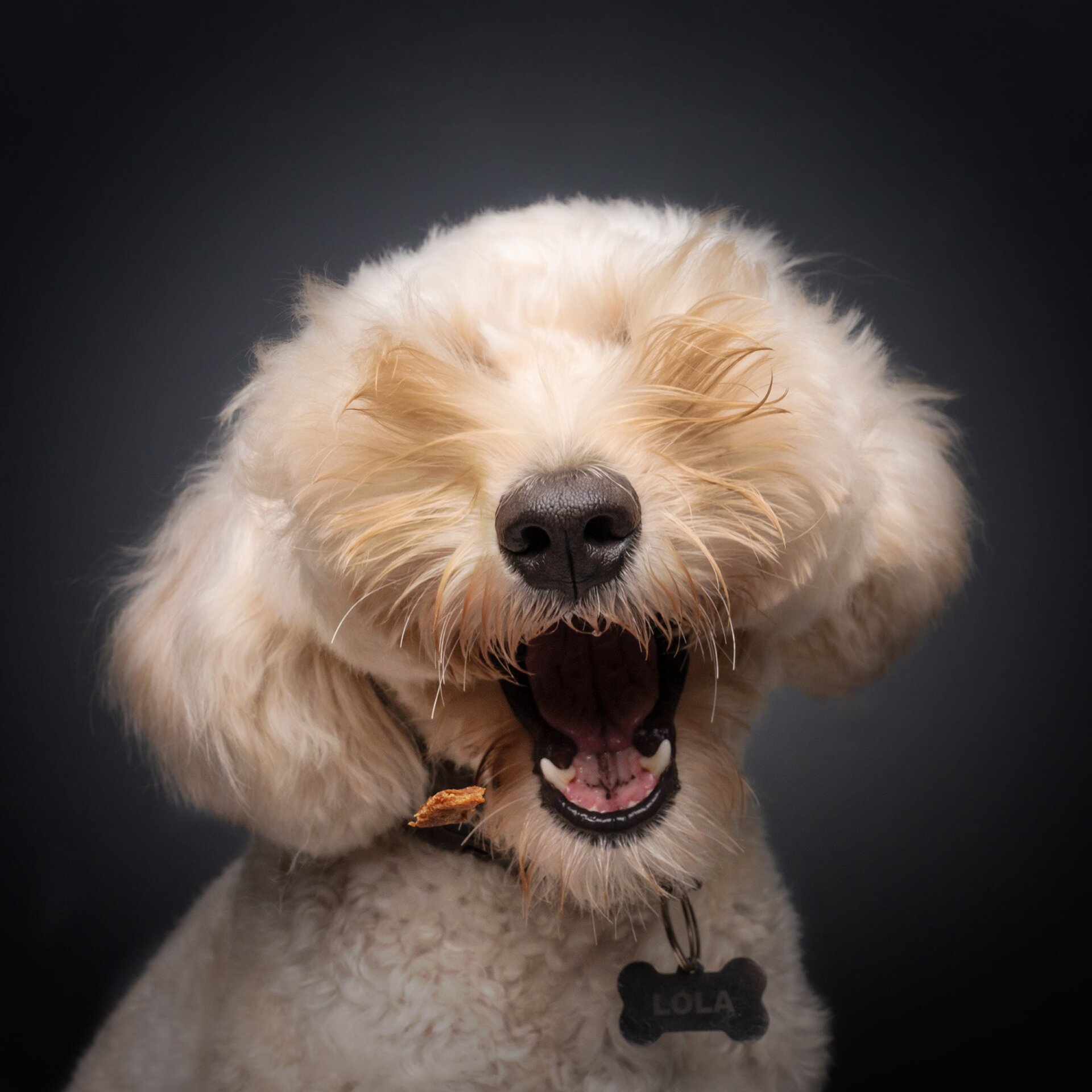 Photo: ©Bernard Sim/Comedy Pets