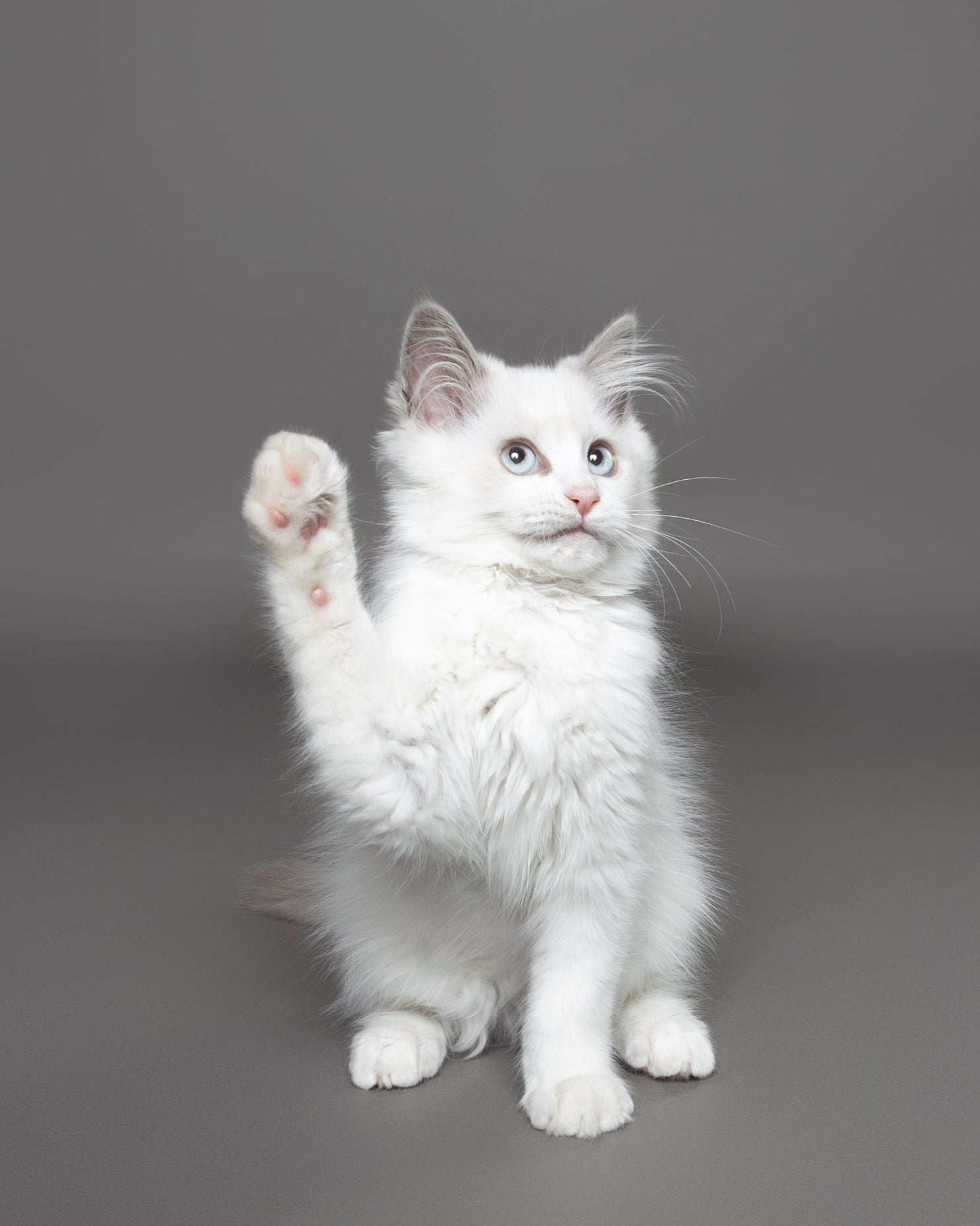 Photo: ©Chantal Sammons/Comedy Pets