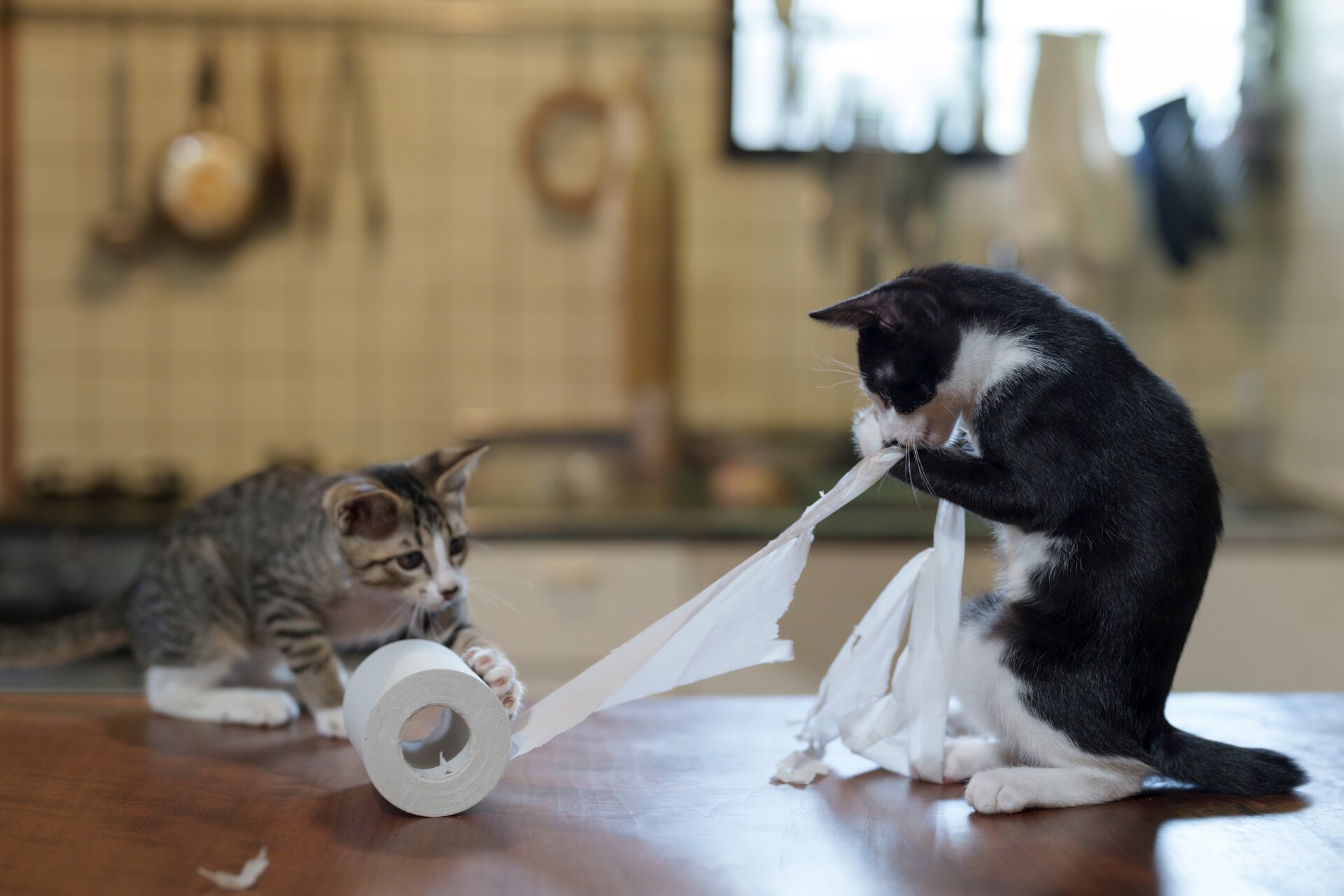 Photo: ©Atsuyuki Ohshimo/Comedy Pets