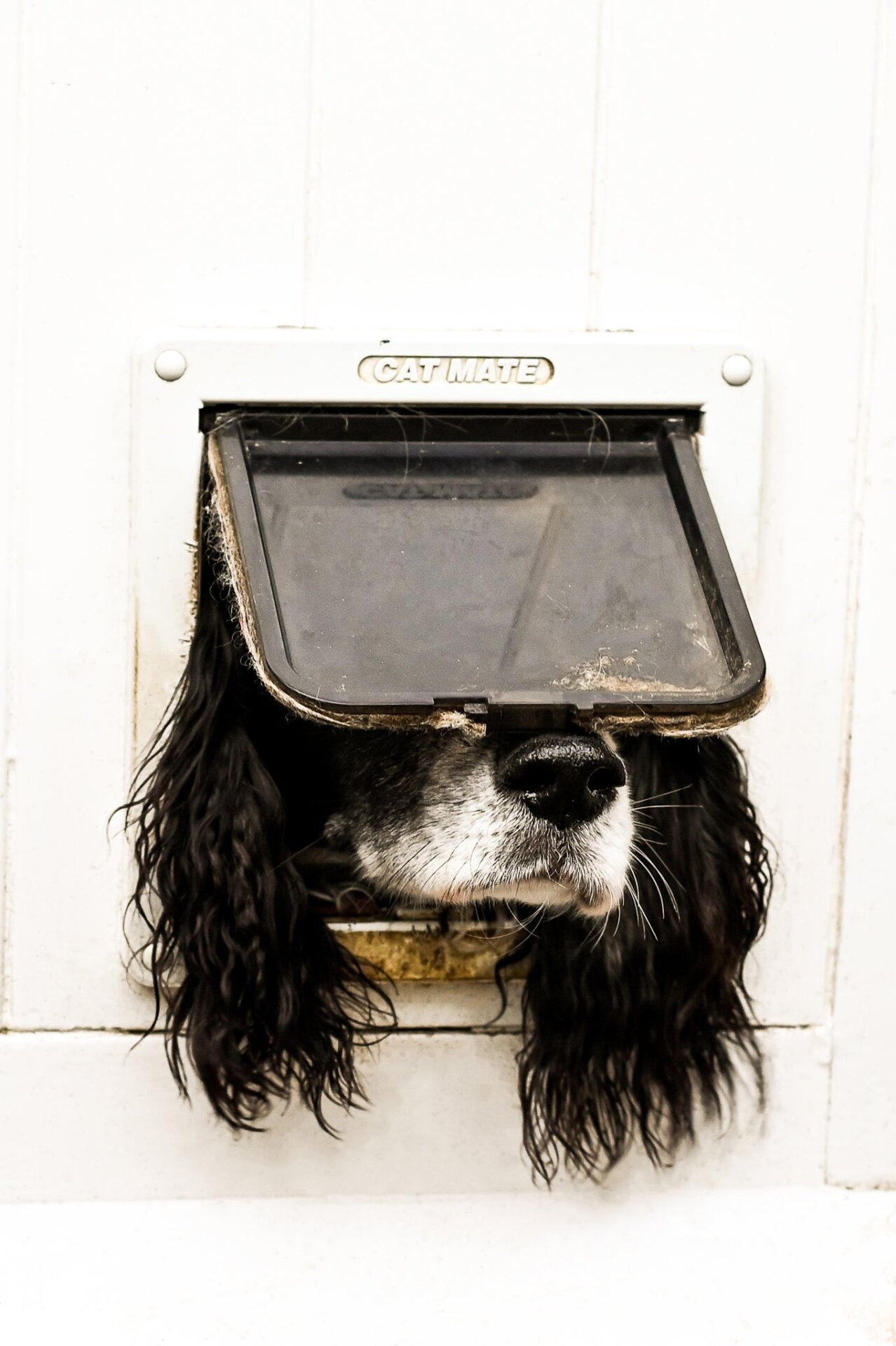 Photo: ©Sarah Haskell/Comedy Pets