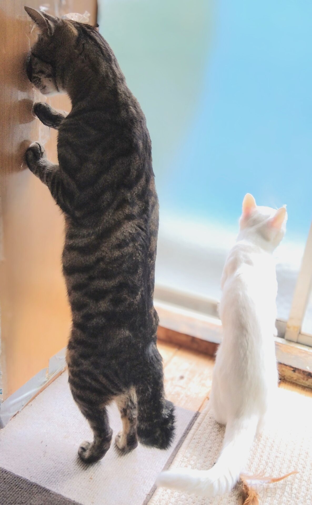 Photo: ©Yasudu Aburanekomaru/Comedy Pets