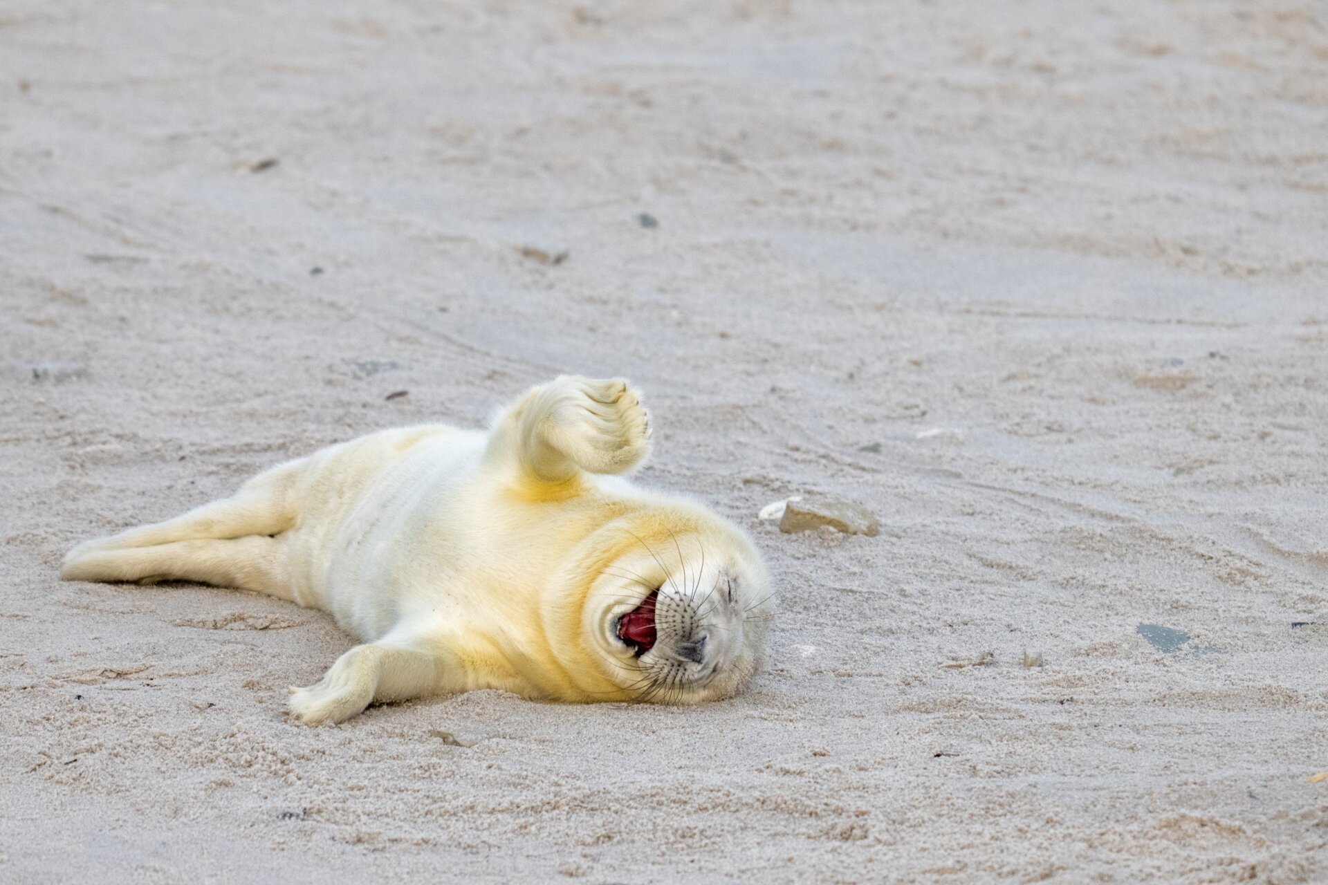 Photo: © Ingo Hamann / Nikon Comedy Wildlife Awards