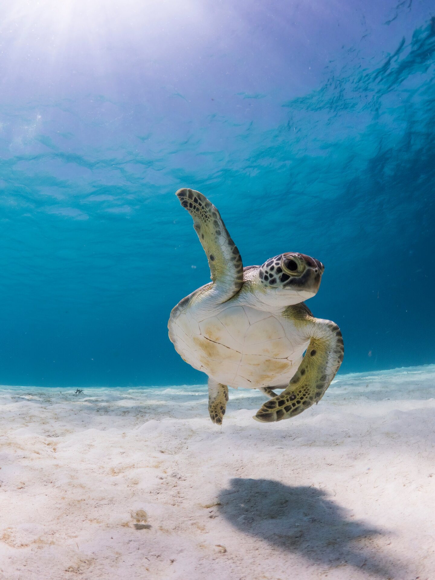 Photo: © Thomas van Puymbroeck / Nikon Comedy Wildlife Awards