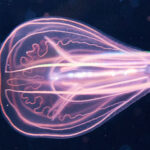 A ctenophore, or comb jelly.