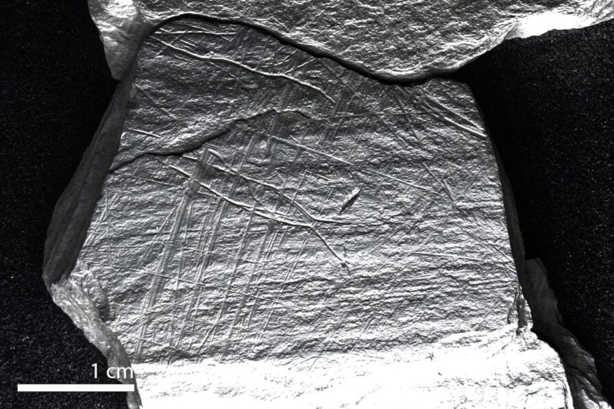 This 15,800-Year-Old Etching Could Be One of the Oldest Depictions of ...