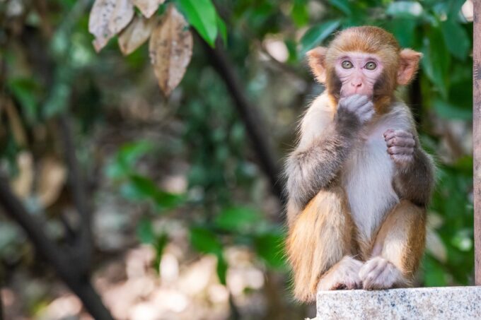 South Carolina Residents Told to Secure Their Homes After 43 Monkeys ...