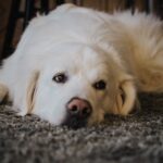 A Great Pyrenees/Lab mix lying on a rug.