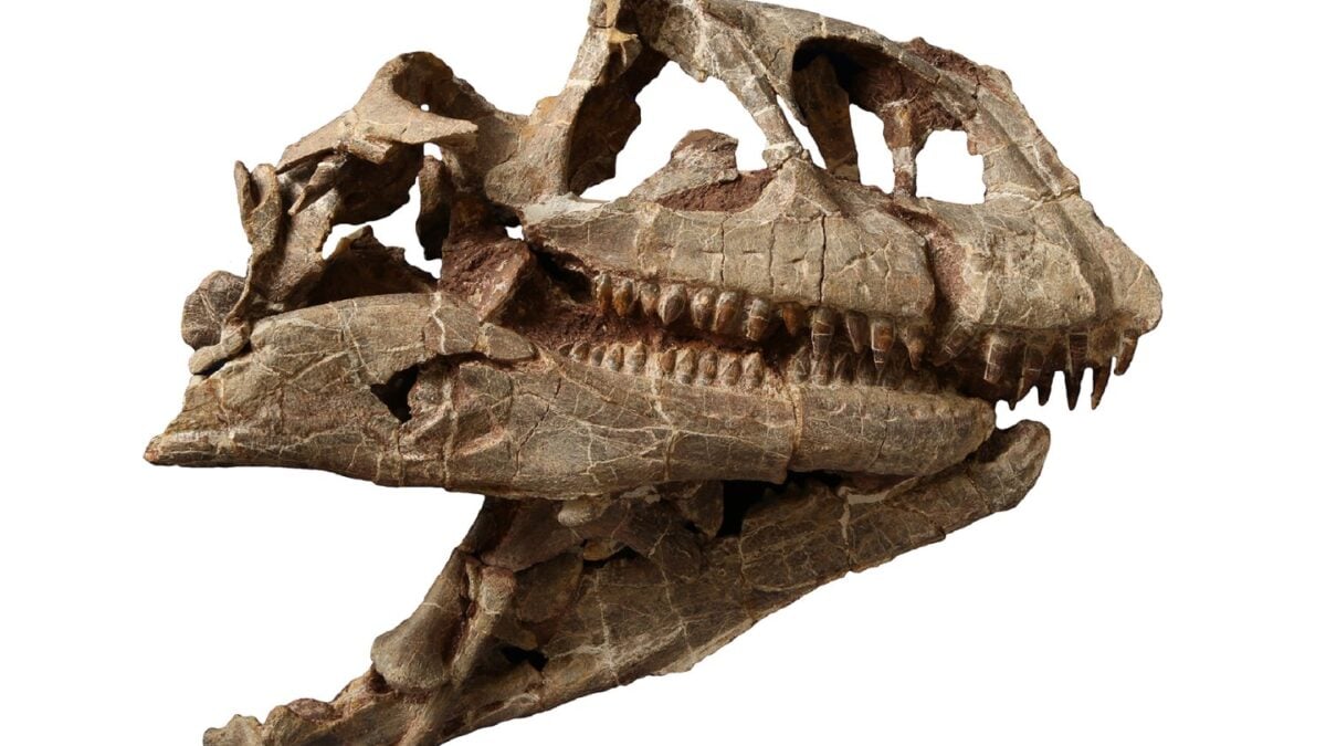 Enormous Dinosaur Skull Uncovers a Previously Unknown Species