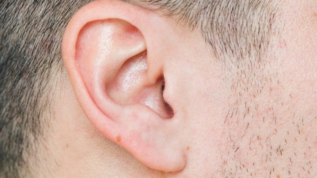 Define Ear Shell Humans Lost the Ability to Swivel Their Ears—But These Vestigial ...