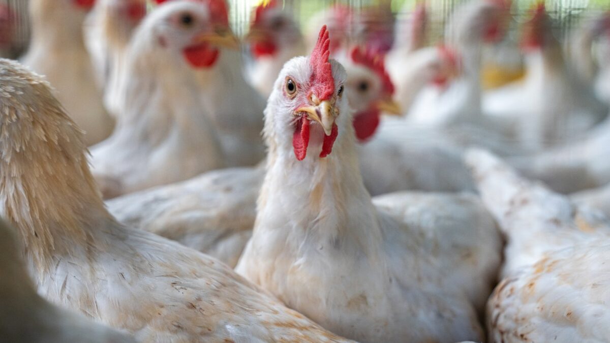 Move Over, H5N1—Another Bird Flu Strain Has Arrived in the U.S.