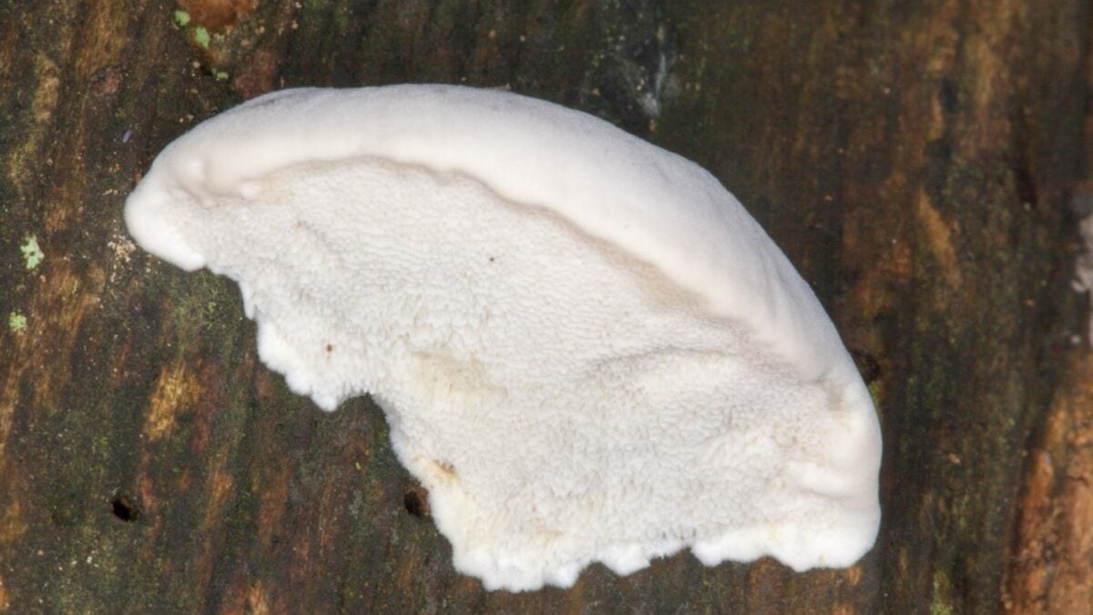 Amaropostia-stiptica-1200x675.jpg