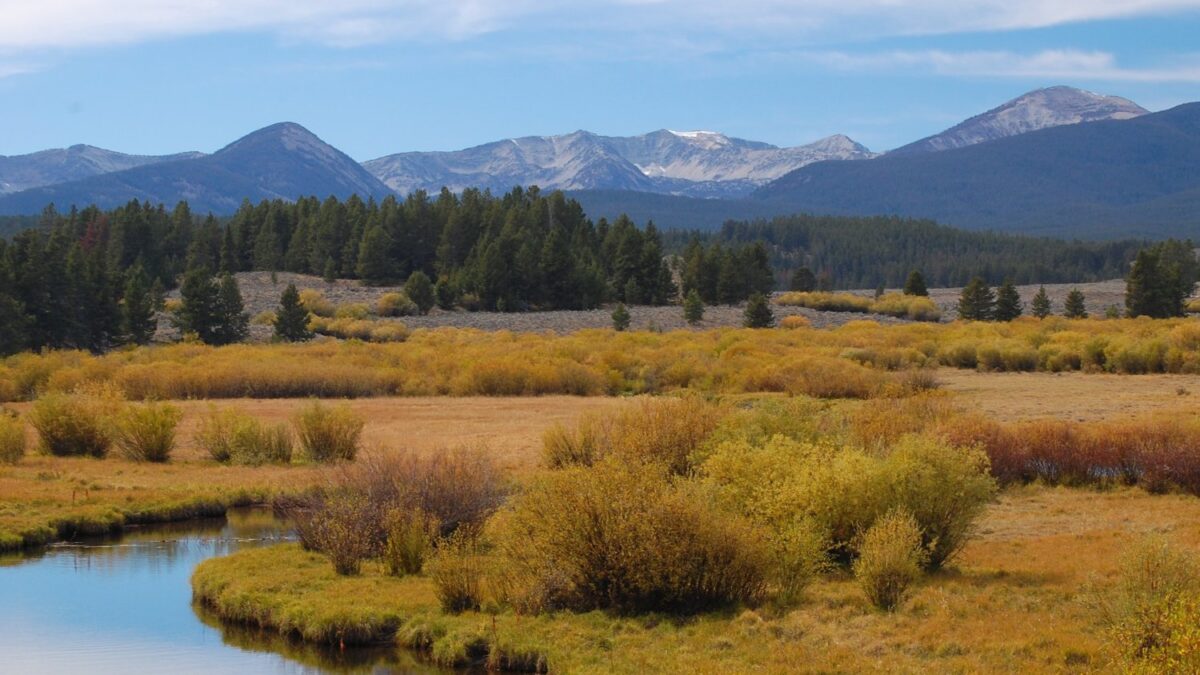 Scientists Are Sounding the Alarm Over Trump’s ‘Emergency’ Forest Logging Order