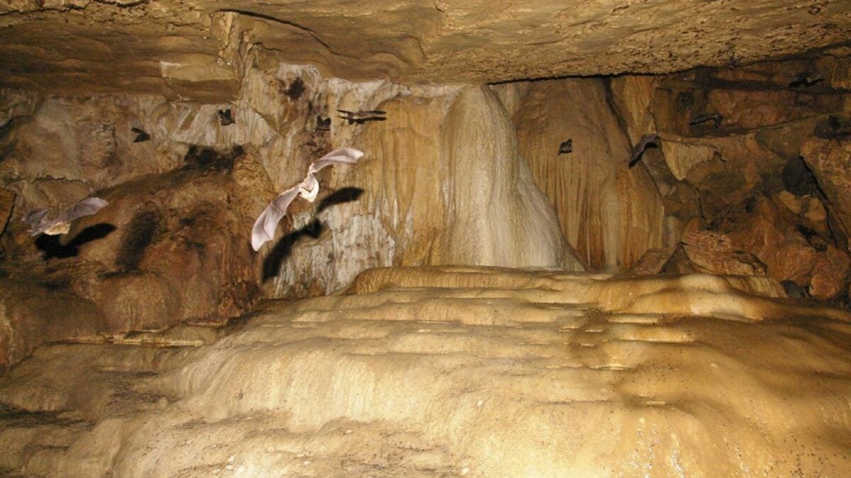 U.S. Family Infected With Airborne Fungal Disease After Touring Bat ...