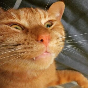 Received 2494035447497055