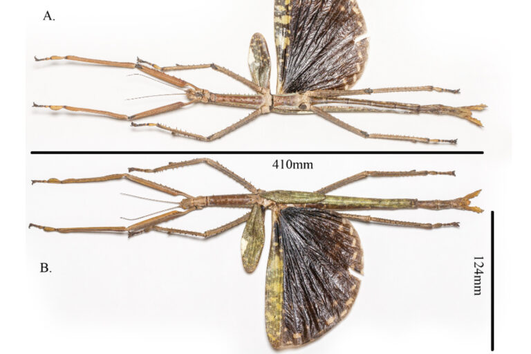 Horrifyingly Huge New Stick Insect Discovered Exactly Where You Think