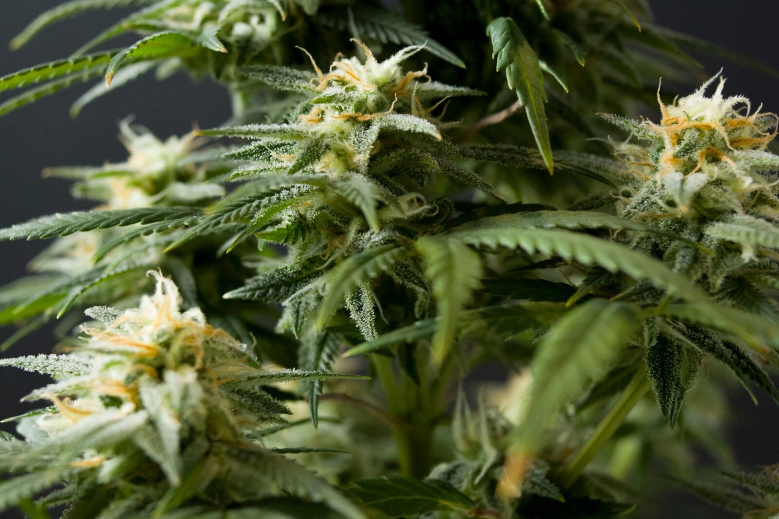 Scientists Uncover Surprising Link Between Cannabis and Violence