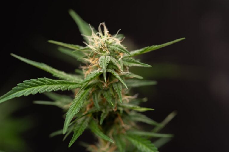 'Smoke Weed and Earn Bitcoin' Vape Pen