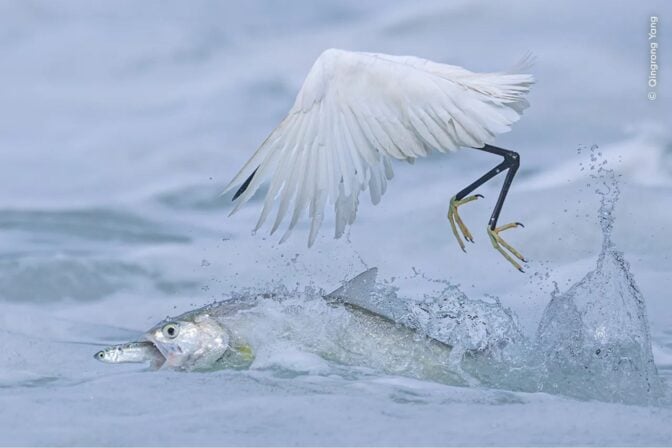 See the Captivating Winners of the British Wildlife Photography Awards ...