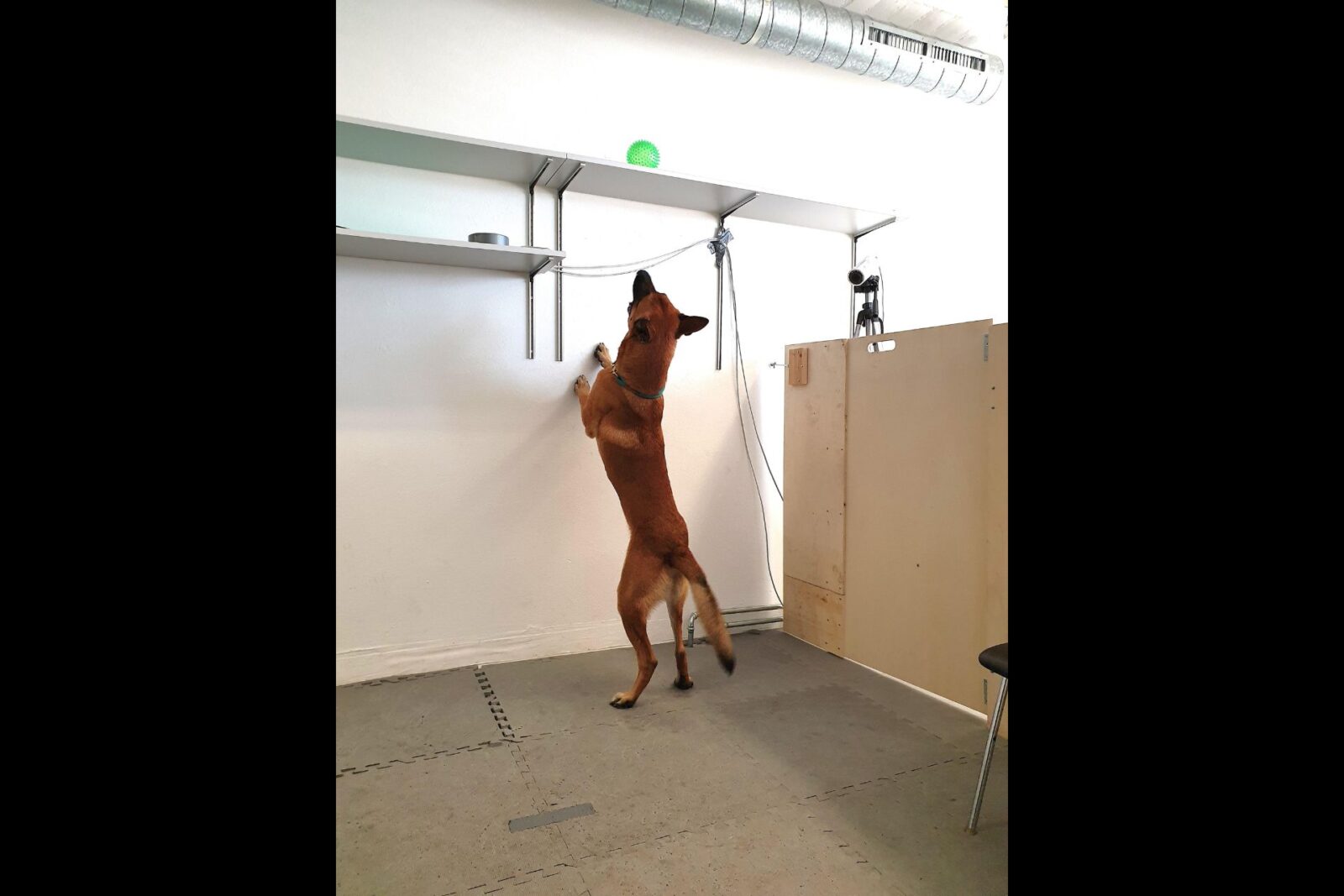 Image showcasing It's Not Just Us: Some Dogs Can Become Unhealthily Addicted to Their ...