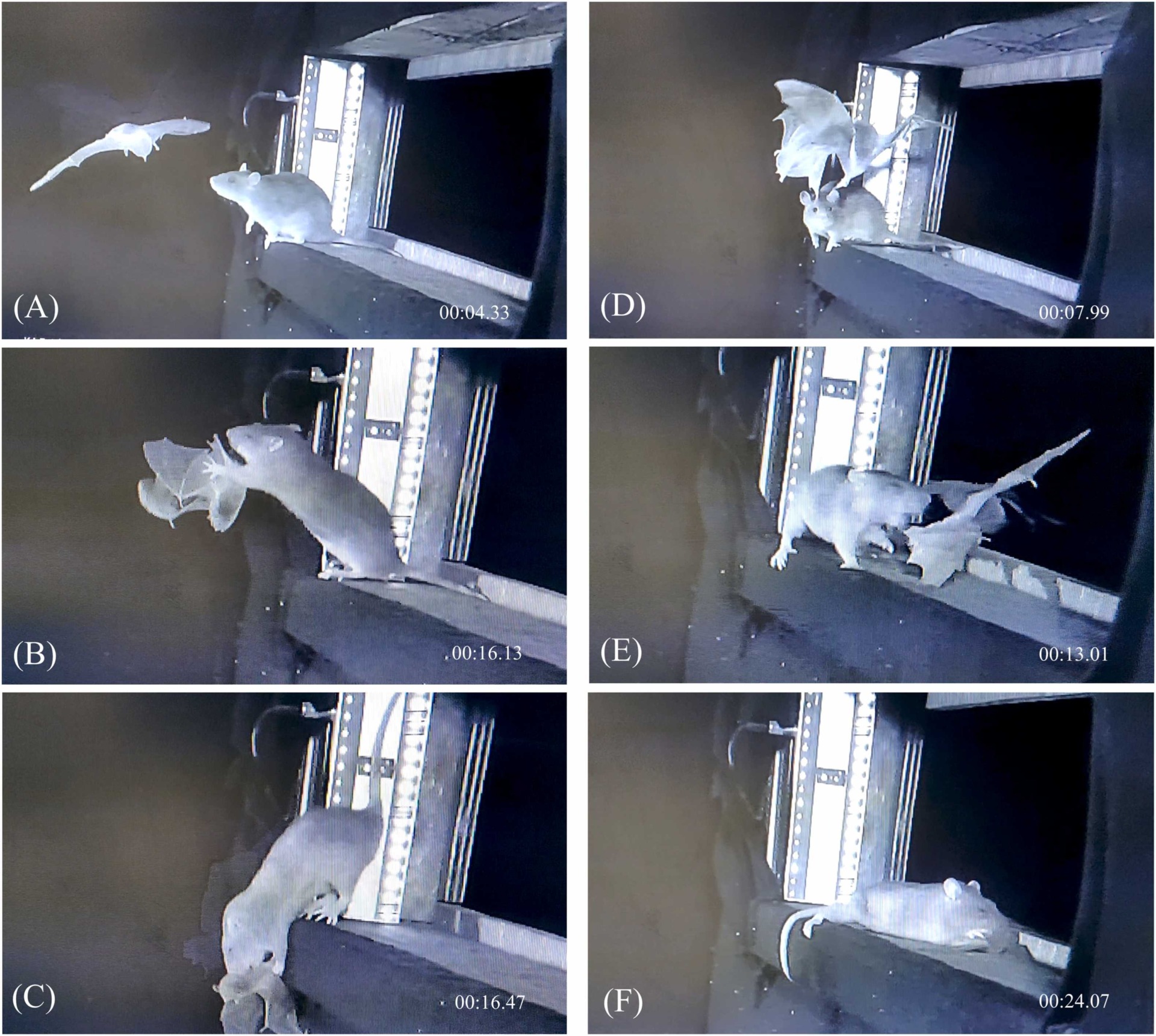 Horrifying Video Shows Rats Snatching Bats Midair, and Scientists Are ...