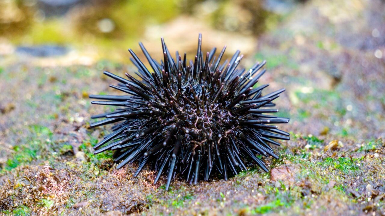 Sea Urchins Are Basically Brains Covered In Spikes Study Finds Sea Urchins Are Basically Brains Covered In Spikes Study Finds
