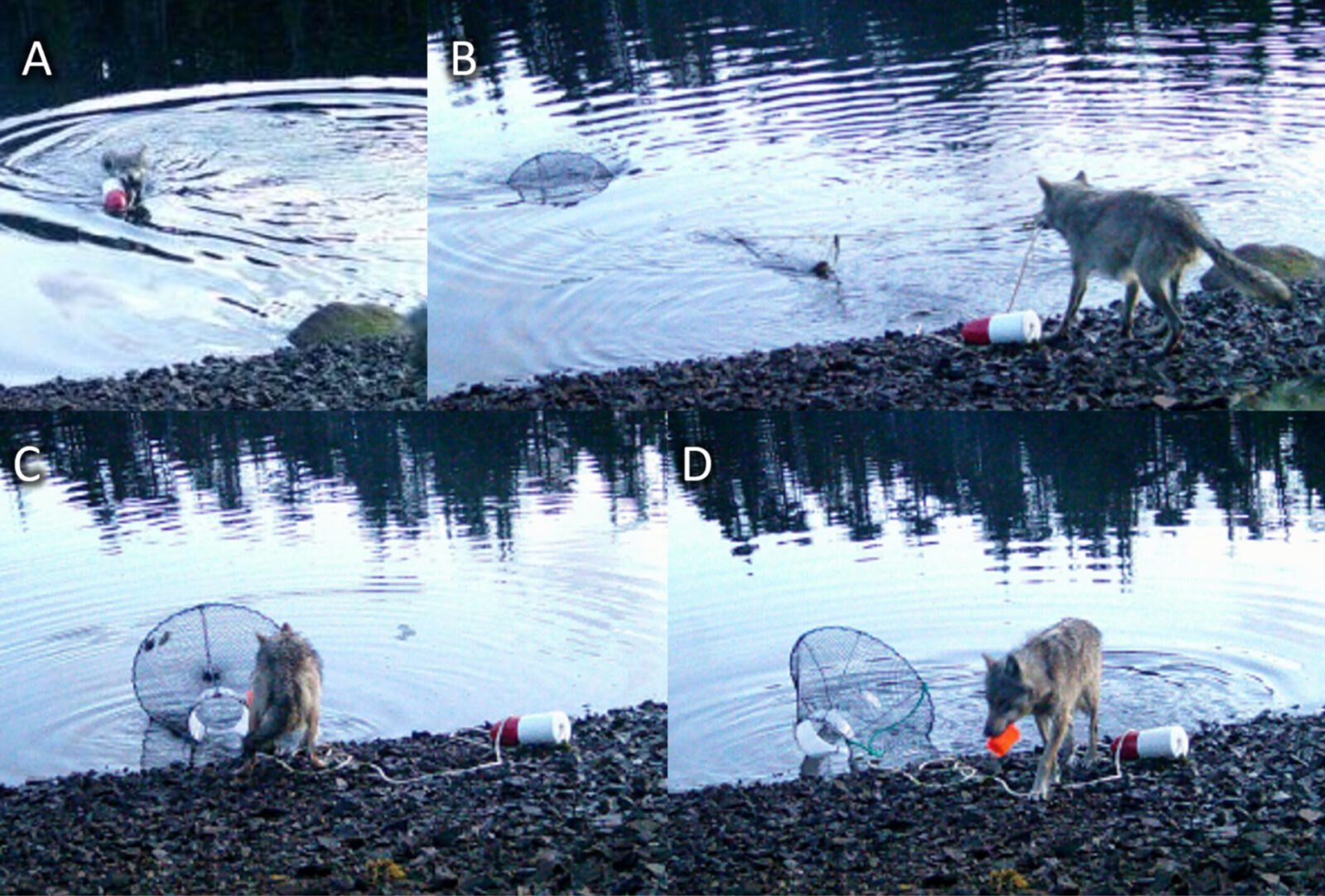 Watch This Wolf Pull Off an Absolutely Genius Crab Trap Heist