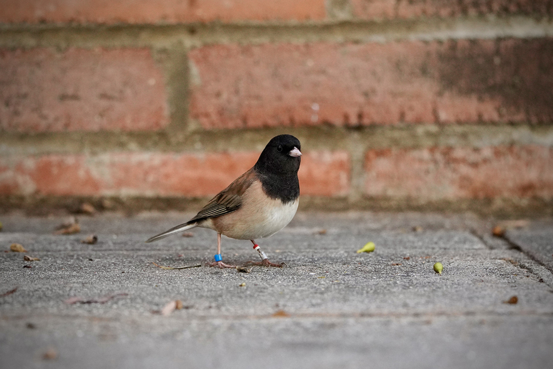 The dark-eyed junco (pictured) typically resides in mountain forests, although climate change has driven them to settle in more urban settings in California.