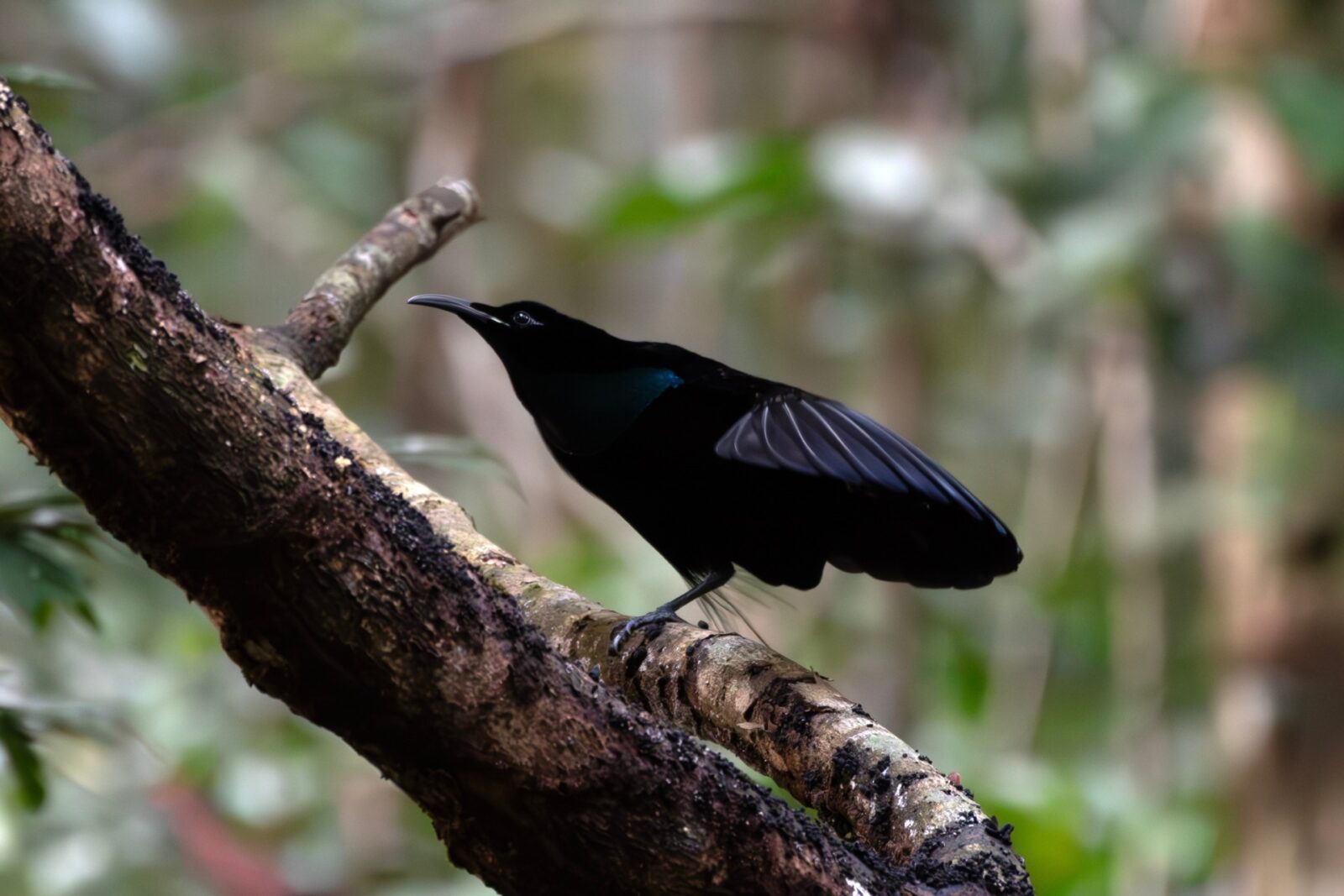 Scientists Created the Blackest Fabric Ever, Then Made a Dress