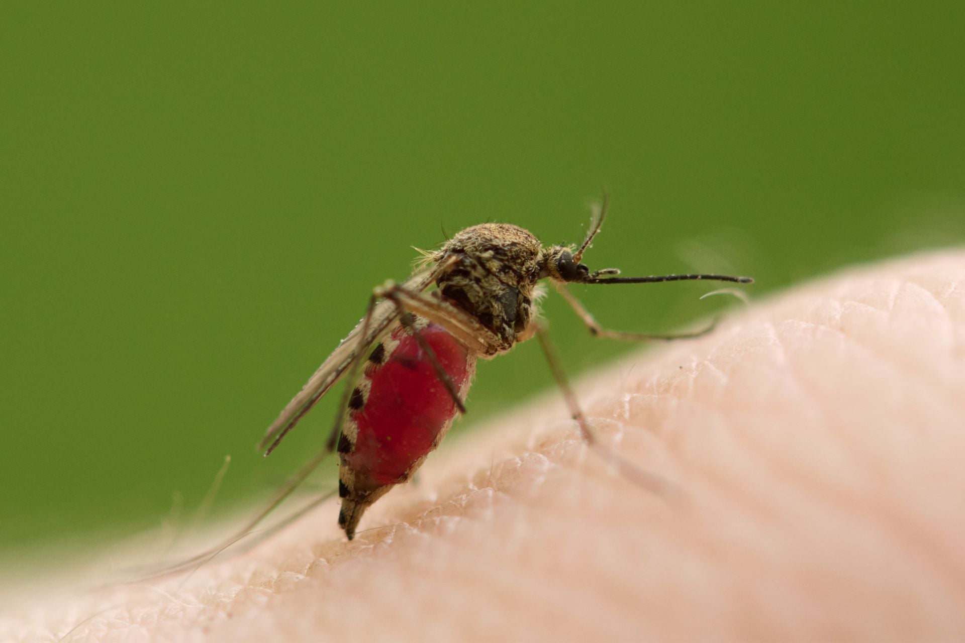 A mosquito filled with human blood.