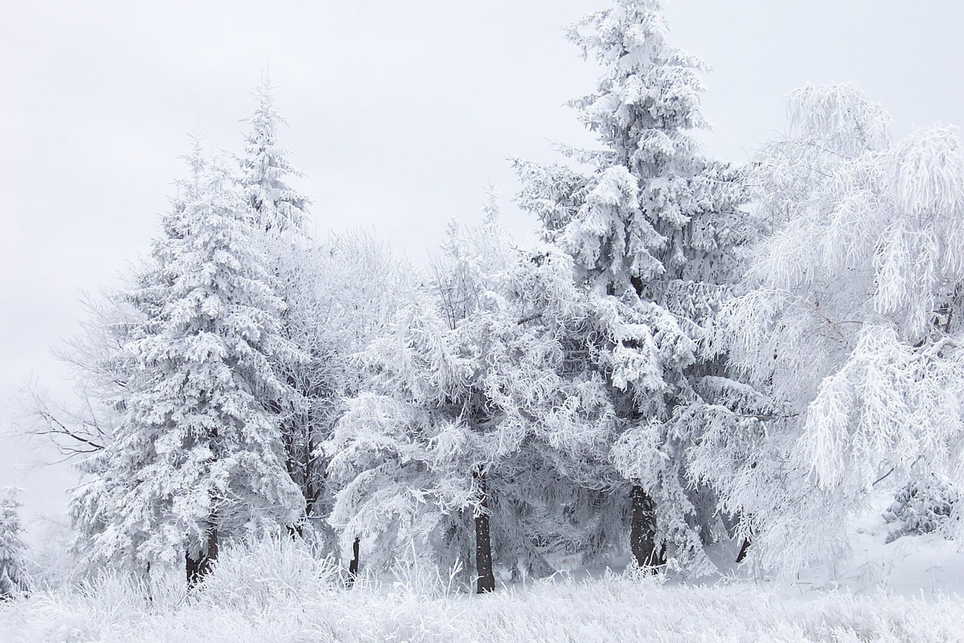 Snow-covered trees at Shipka Pass in Bulgaria