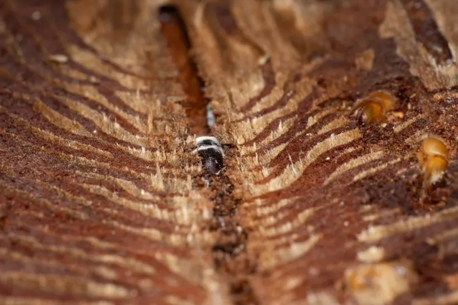 Adult spruce bark beetles in their galleries in the bark of a Norway spruce tree. The beetle in the middle is infected with the fungus Beauveria bassiana.