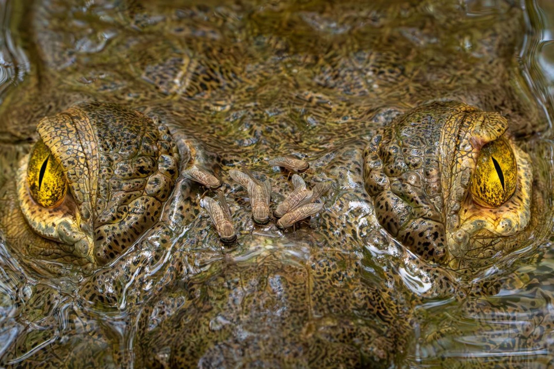 An American crocodile fixated on the camera while blood-sucking horse flies feed on its snout in this winning photo from the British Ecological Society'sCapturing Ecology.