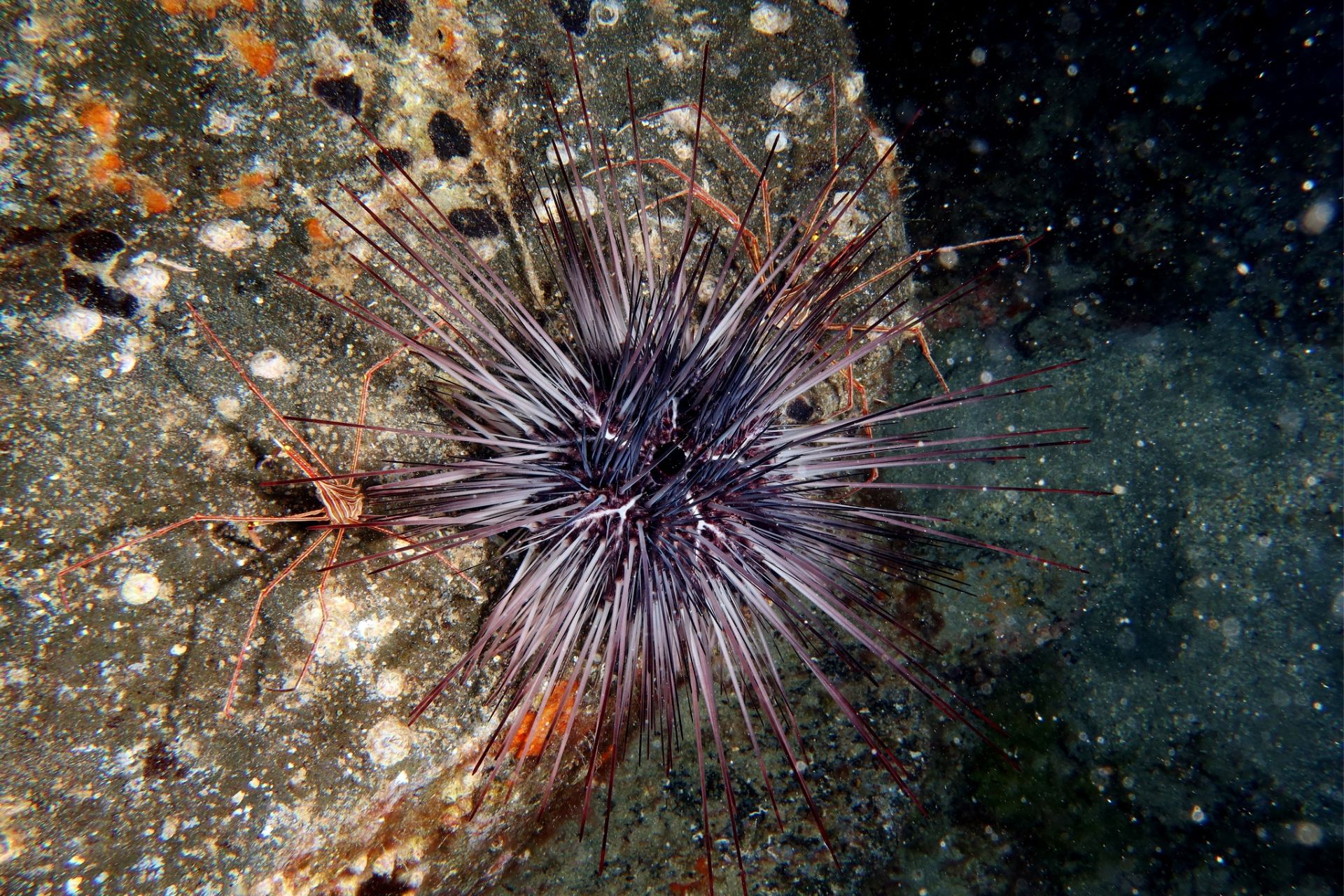 A Diadema africanum sea urchin photographed in the Canary Islands of Spain.