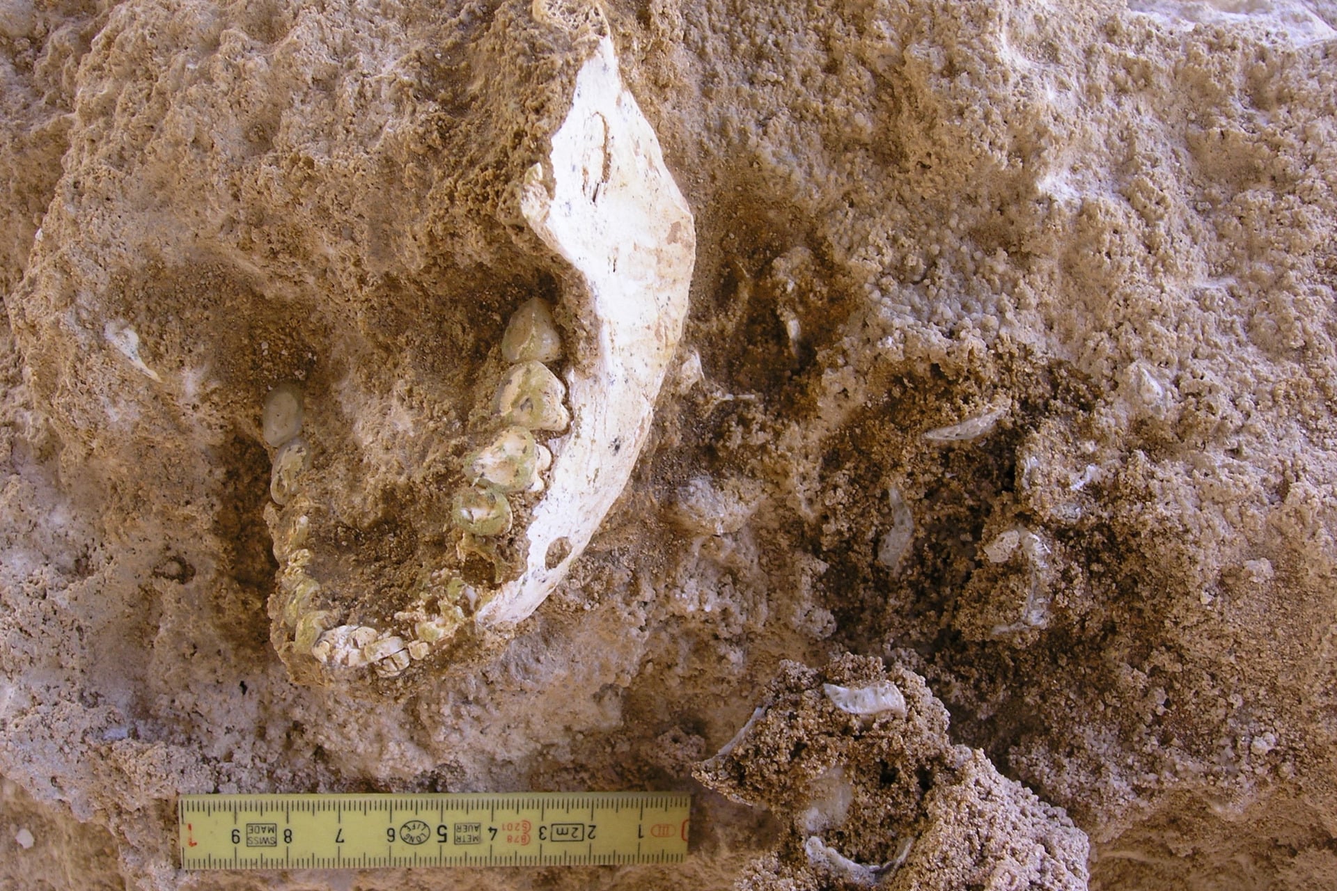 One of the mandibles uncovered in Morocco.