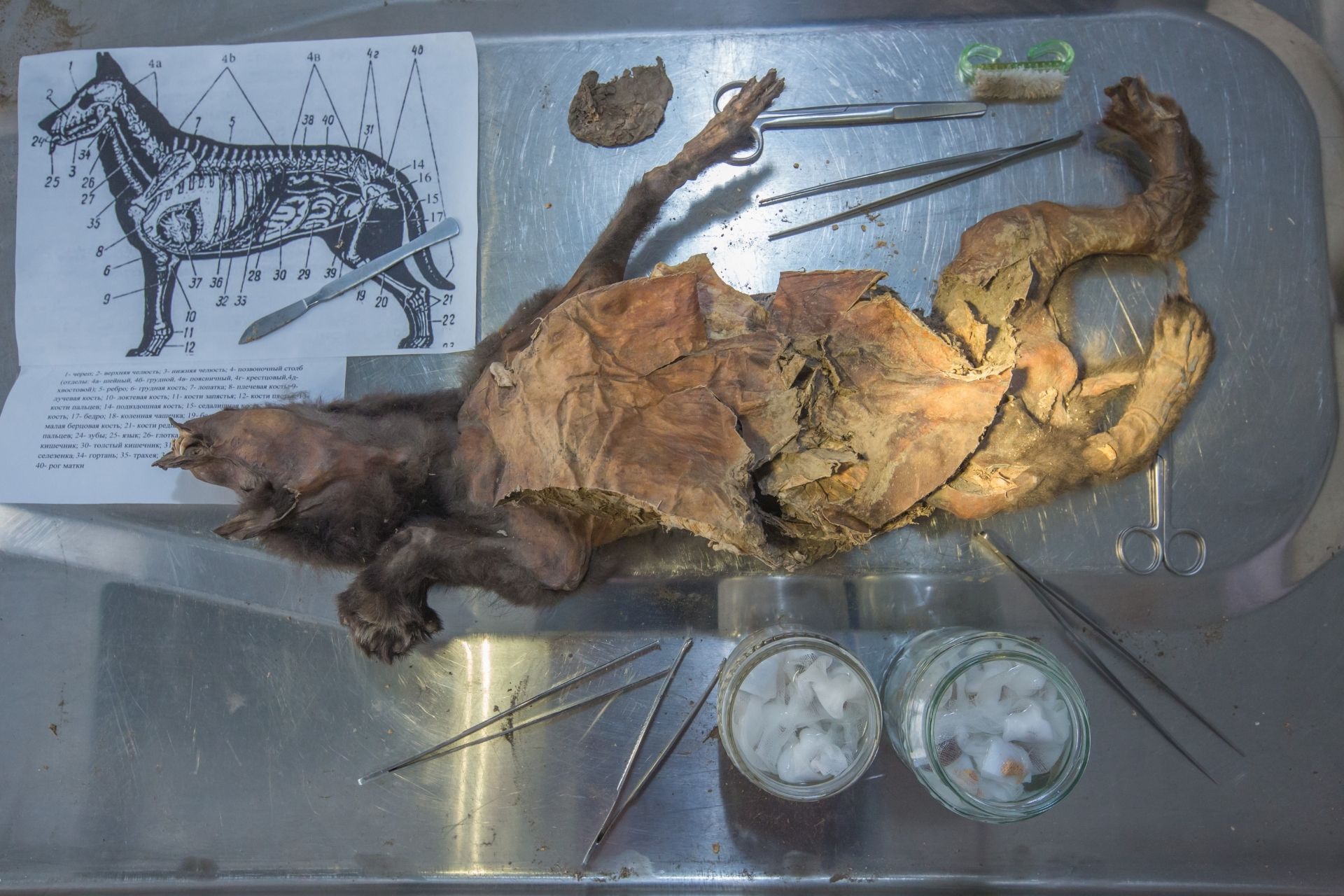 The Tumat wolf puppy.