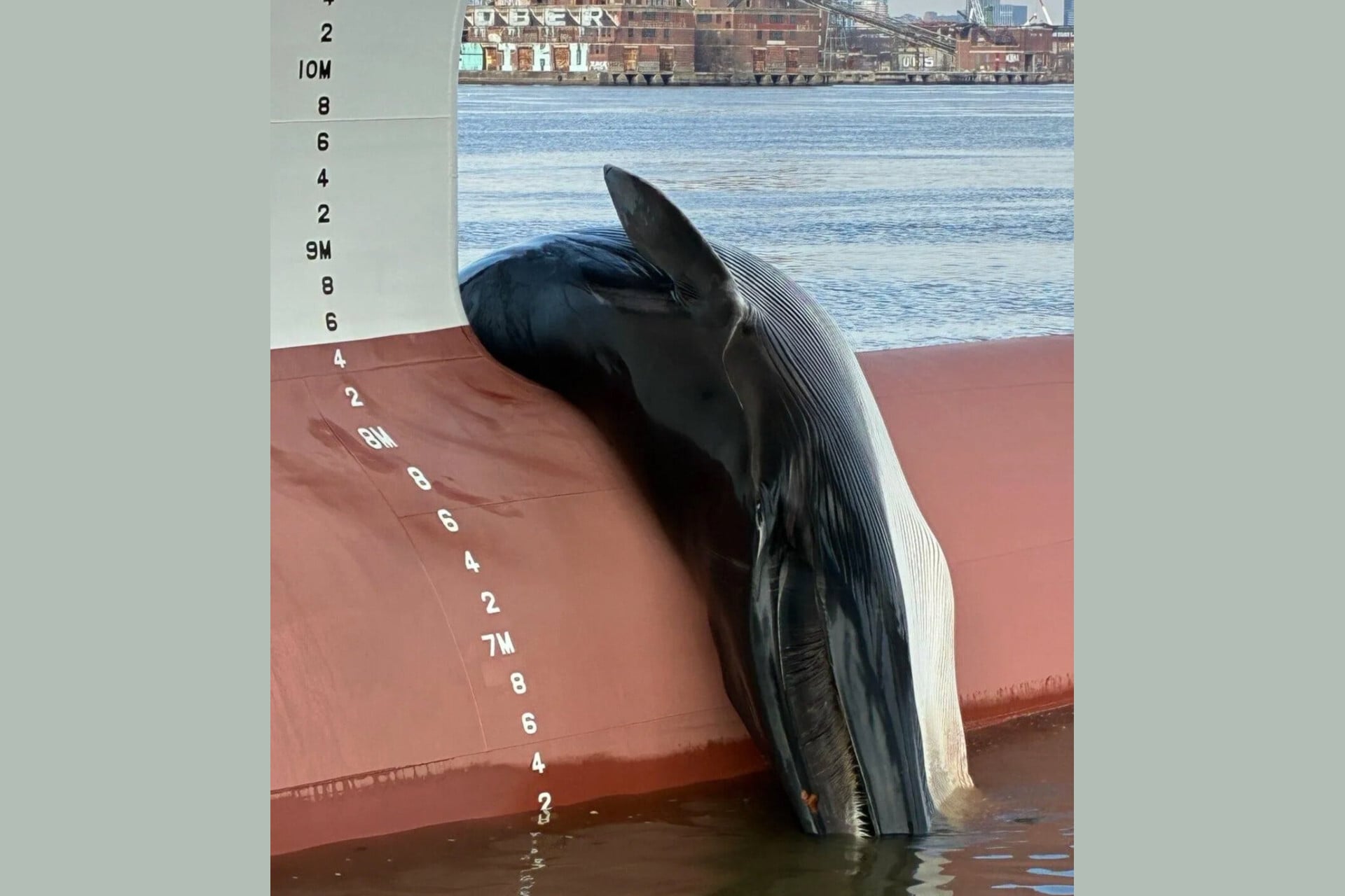 The deceased whale on the bow of a ship at the Gloucester marine terminal in New Jersey.