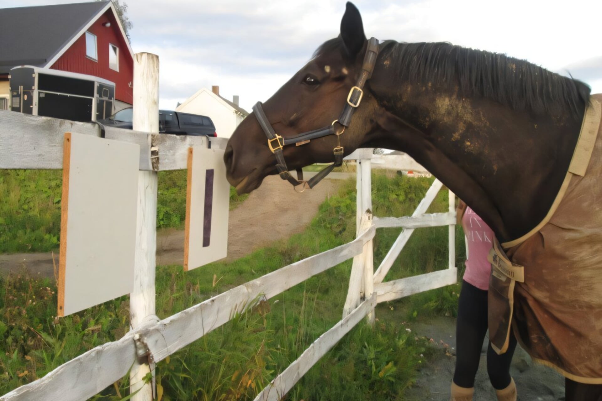 Researchers taught horses how to communicate if they want blankets or not with symbols.
