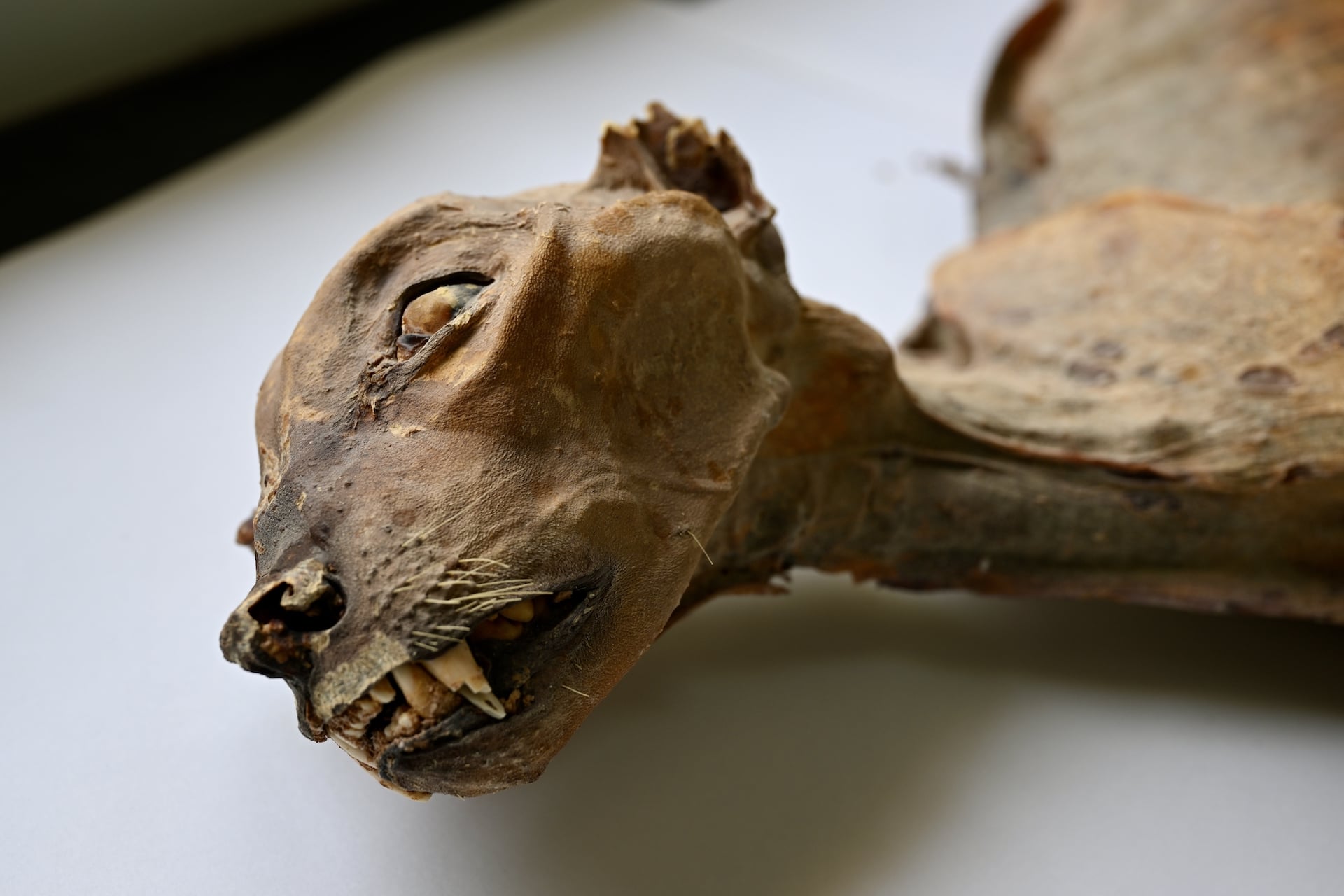 One of seven mummified cheetahs found in a cave in Saudi Arabia.