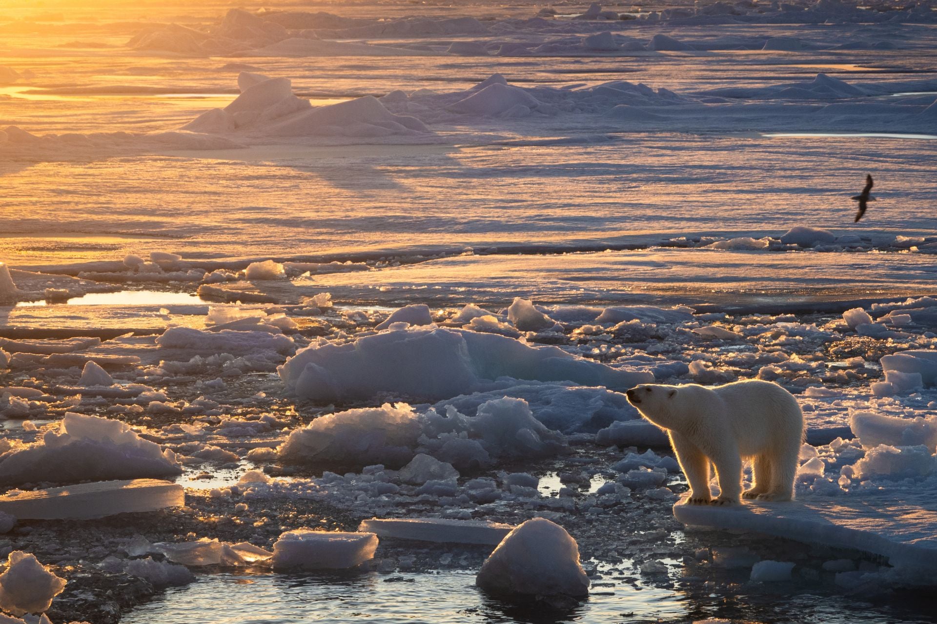 A polar bear looks out over its sea-ice hunting grounds