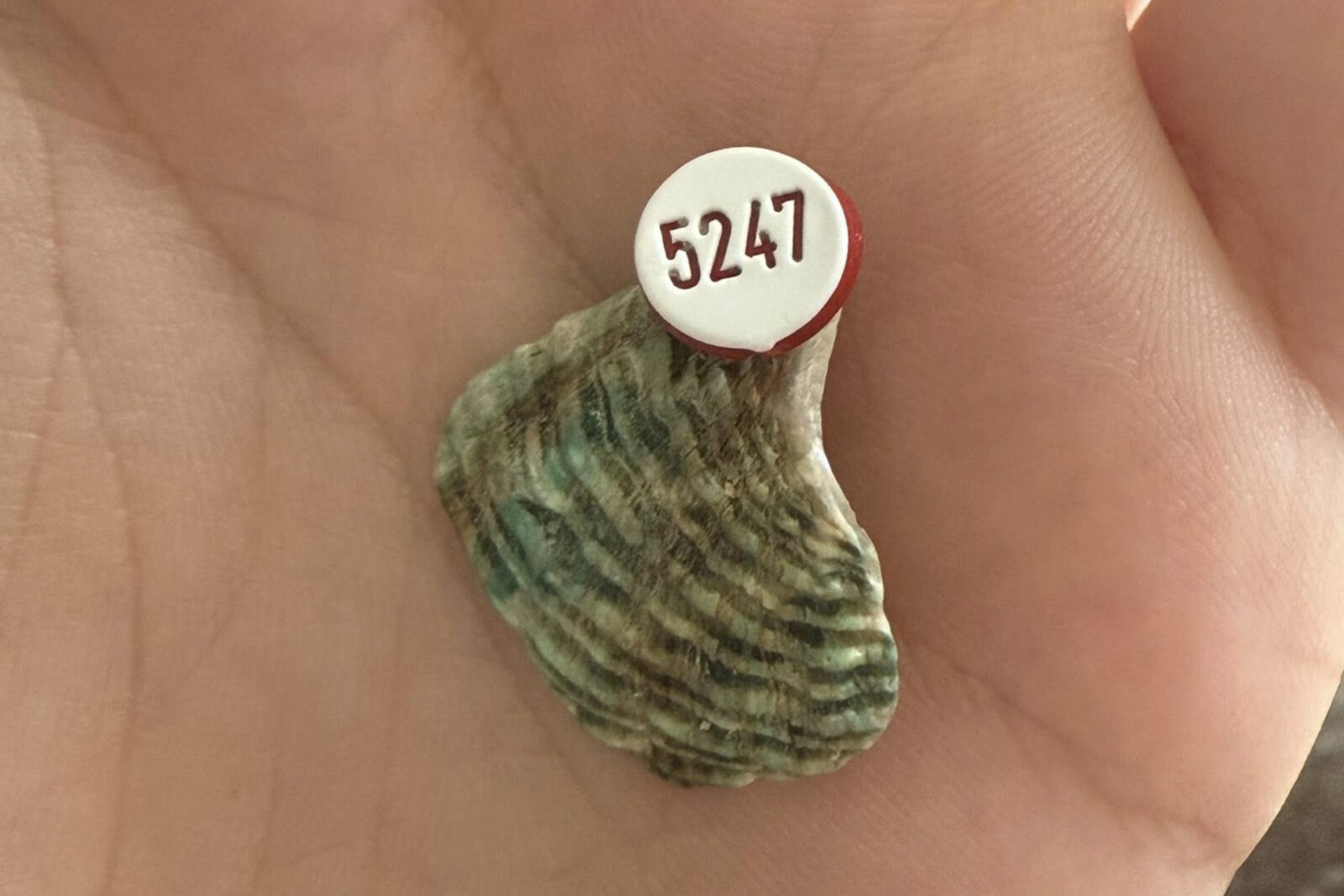 Shell Fragment Found Fitted With Strange Tag Sparks Internet Mystery