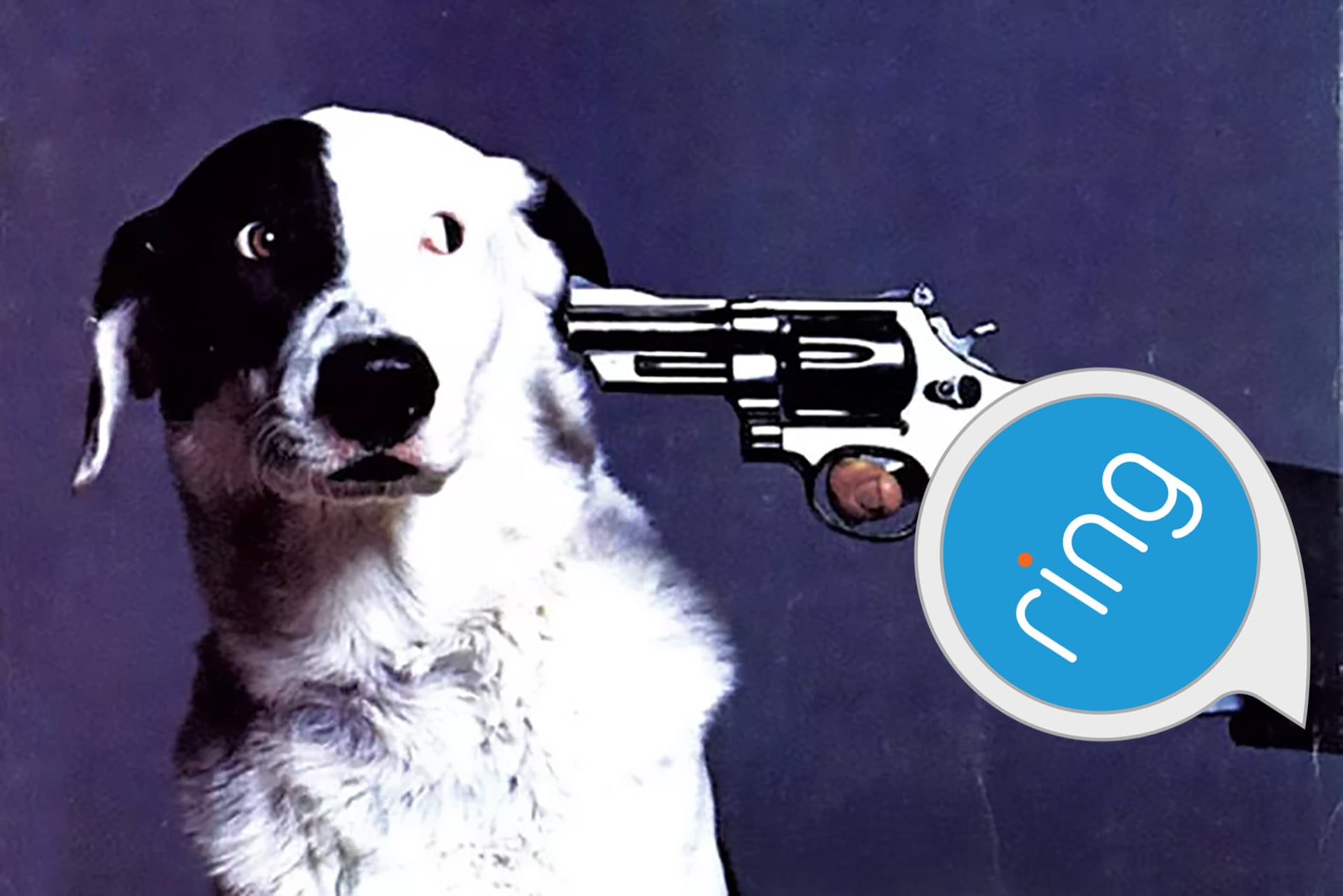 Amazon Ring Lost Dogs