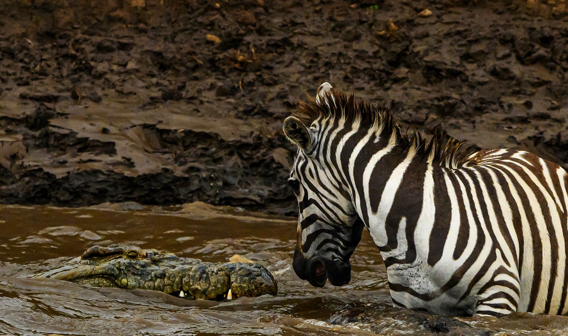 A prowling crocodile slowly approaches a zebra.