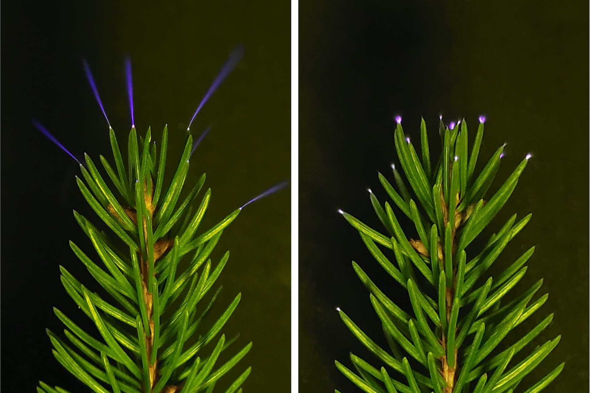 Coronae glow on the tips of spruce needles using charged metal plates in a laboratory. 