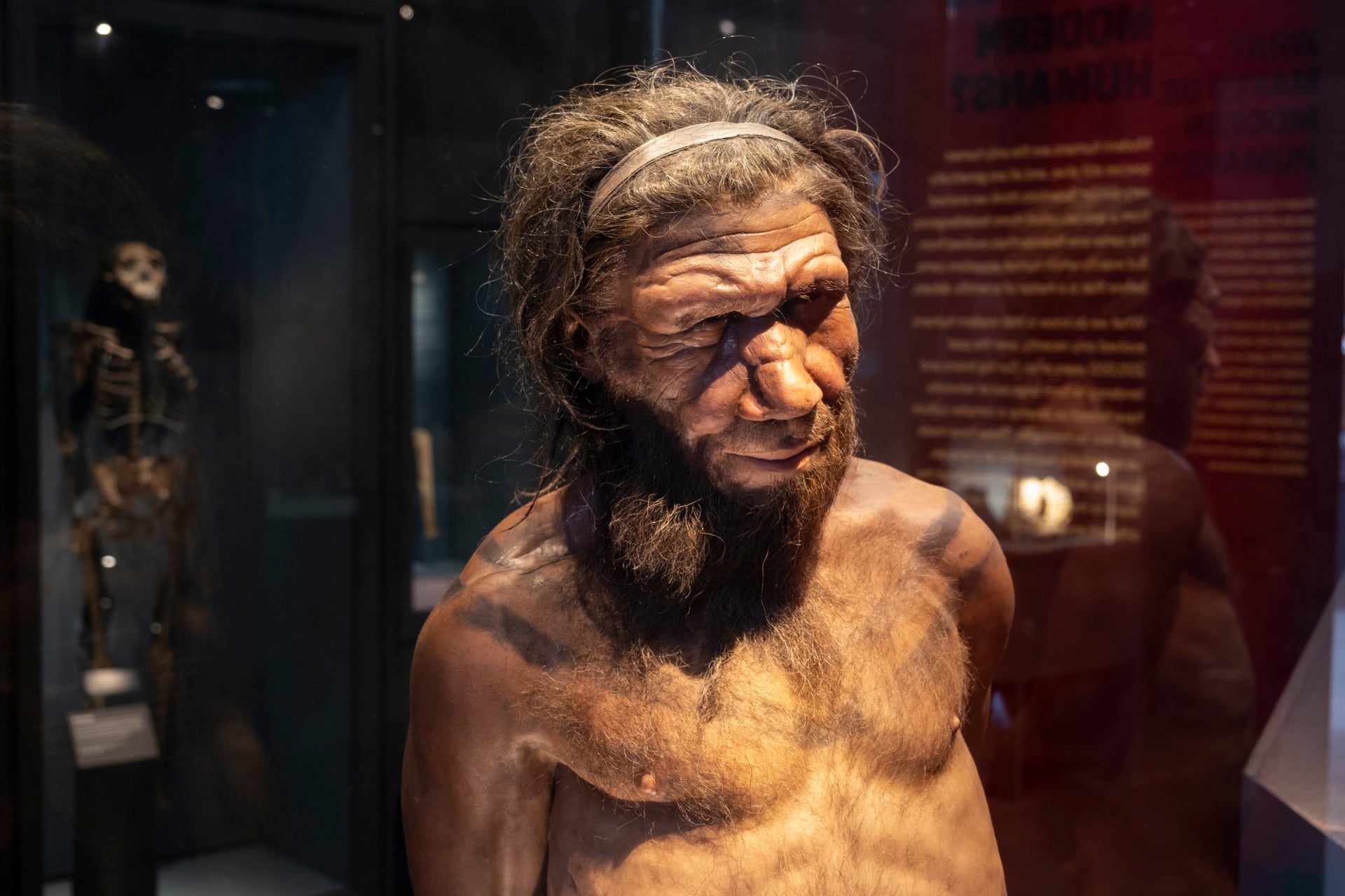 A reconstruction of a Neanderthal man at the human evolution exhibit at the Natural History Museum in London, United Kingdom. 